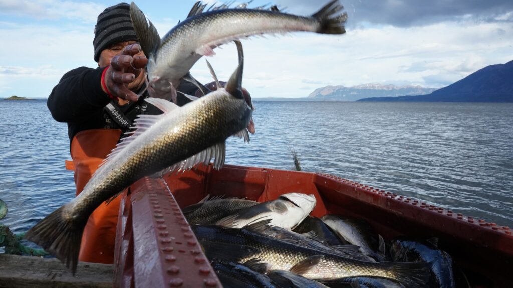 Chile's Indigenous people say salmon threatens way of life : NPR