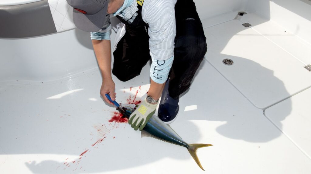 The Ethical Assassin: One Man's Quest for the Perfect Way to Kill a Fish