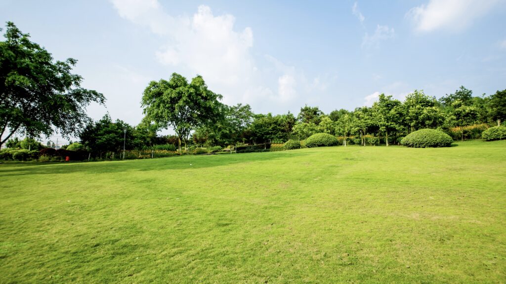 lawn