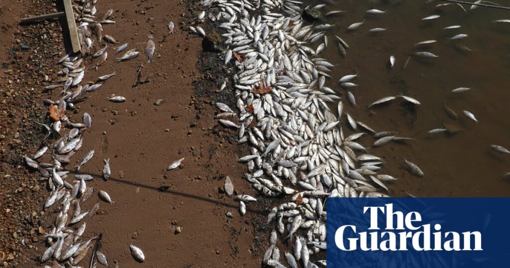 Cold weather blamed for killing thousands of bony herring in central west NSW lake | New South Wales