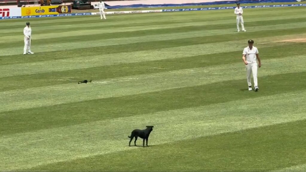 WI vs AUS: Josh Hazlewood had just taken the 4th West Indian wicket in the 33rd over with score reading 124/4 when a dog happily sauntered onto the field, and parked itself at deep cover. (X/Windies Cricket)