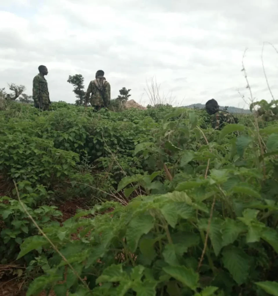 Kidnap victims rescued from bandits’ den in Zamfara forest