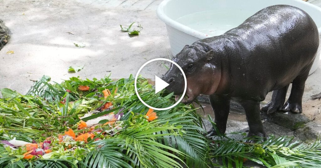 Moo Deng, the Celebrity Pygmy Hippo, Turns 1