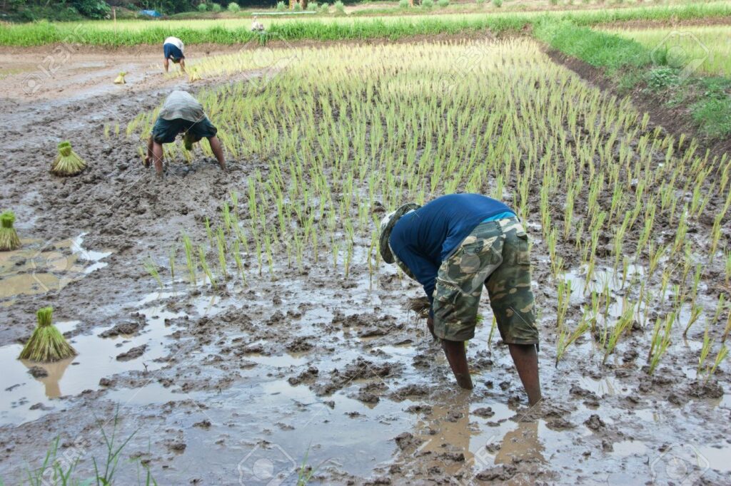 Preparing-for-rainy-season-farming