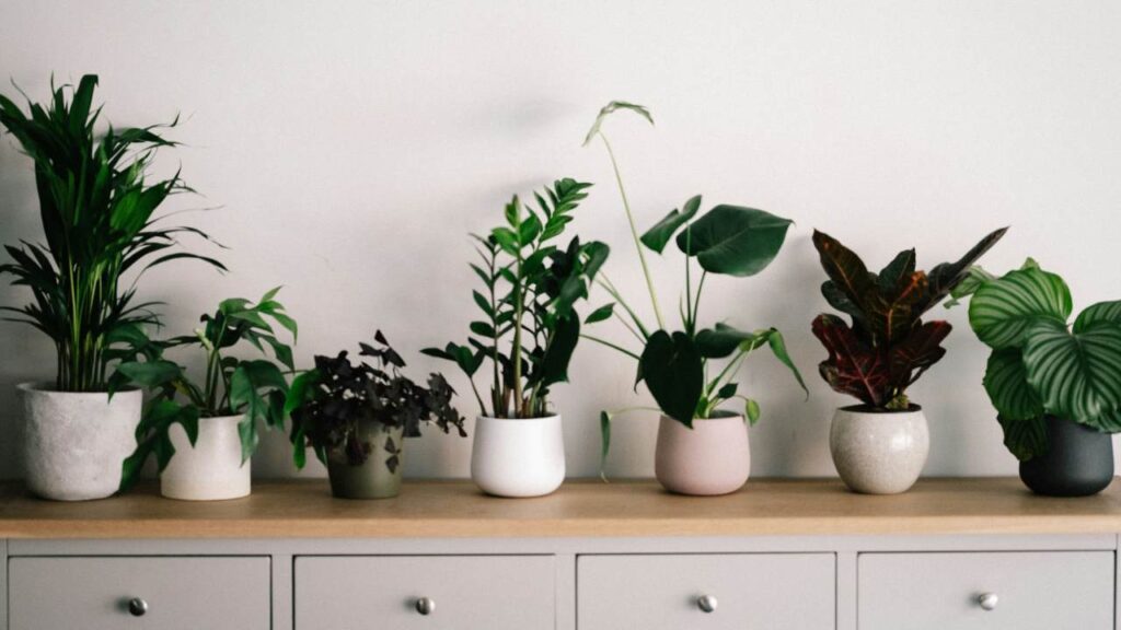 Cooling houseplants