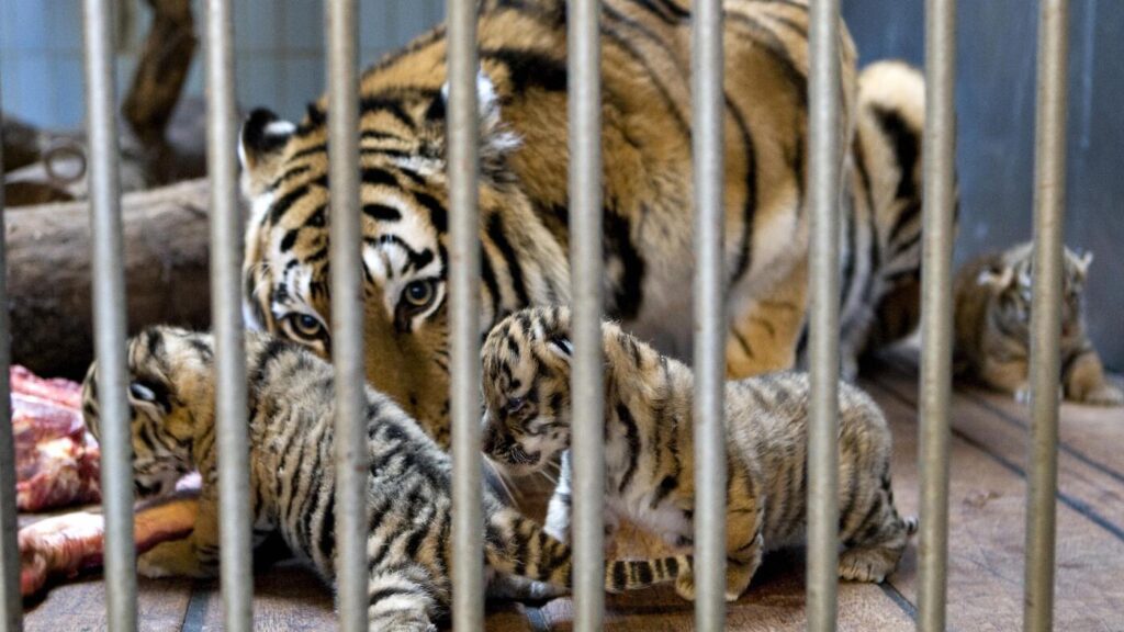 A zoo in Denmark asked patrons to donate their pets. Not as attractions, but for food : NPR