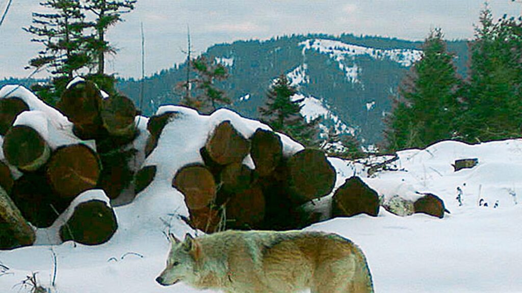 Drones blasting AC/DC, Scarlett Johannson help biologists protect cattle from wolves