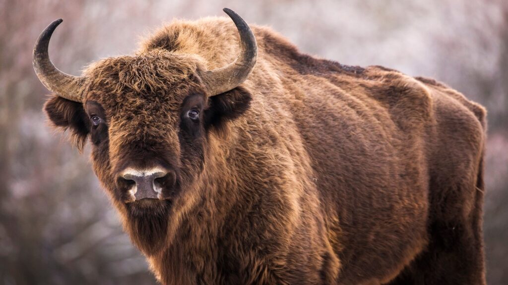 Bison yellowstone national park poop