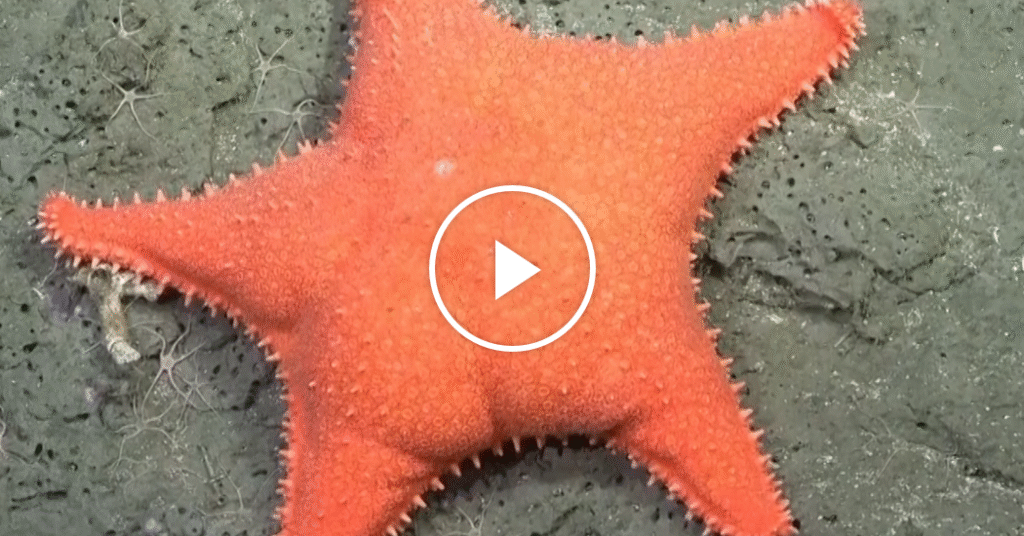Ocean Livestream Captivates Argentina Amid Scientific Research Cuts