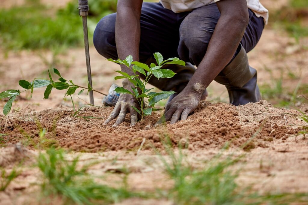 Tree-planting-exercise-