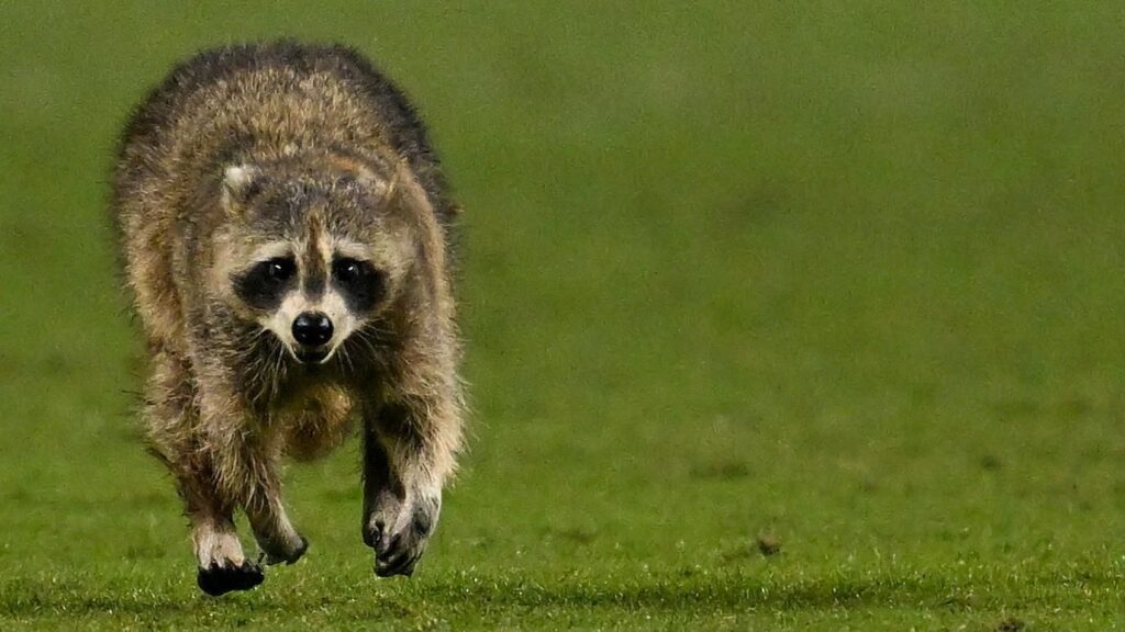 Squirrel at Red Sox-Yankees recalls past wildlife interruptions
