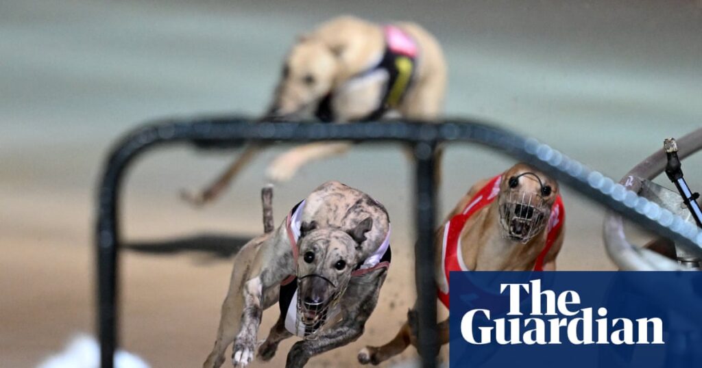 Tasmanian premier vows to end greyhound racing as he woos crossbench to back minority government | Greyhound racing