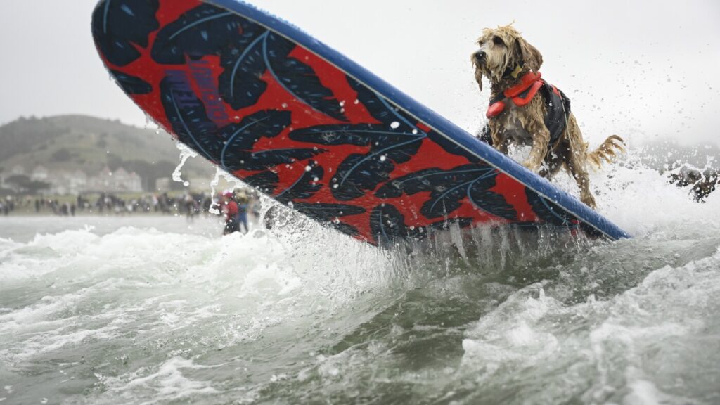 Who's the top dog? Wave-riding canines compete in the World Dog Surfing Championships : NPR