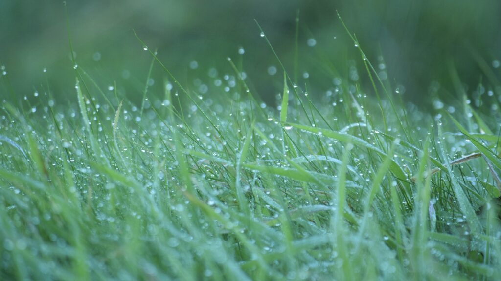 wet grass