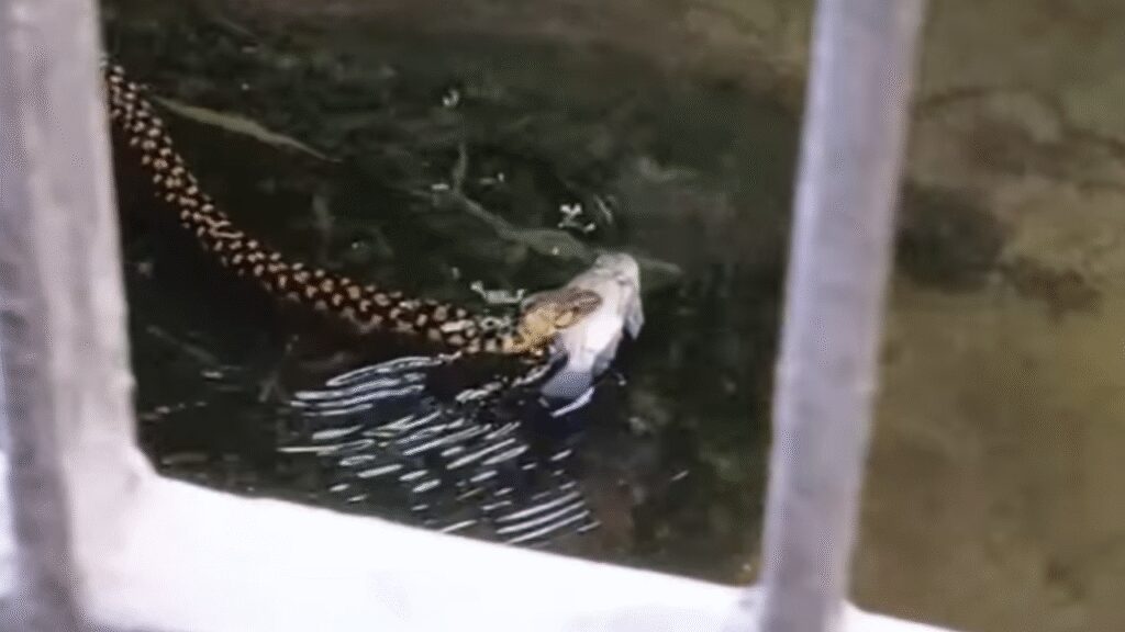 Bengal Viral Video Shows Snake Slithering With Fish In Mouth Amid Kolkata Floods | Viral