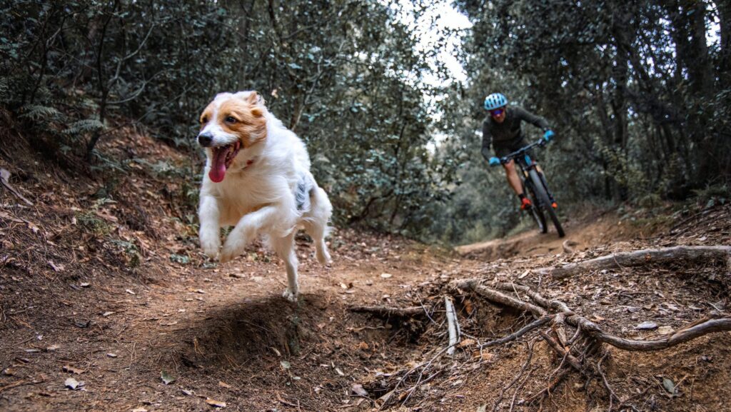 reactive trail dog