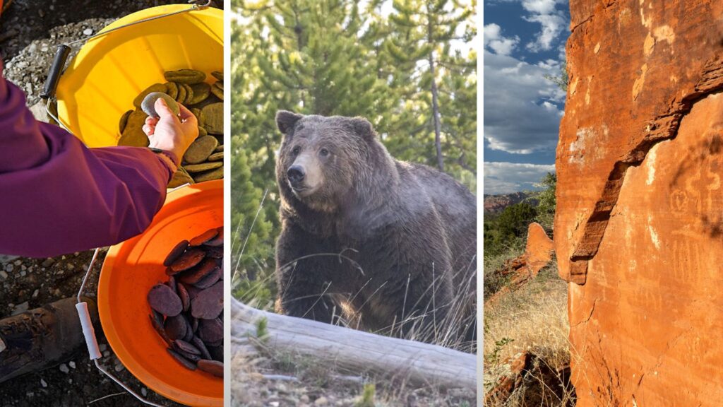 Petroglyphs Damaged; Bear Attack in Yellowstone