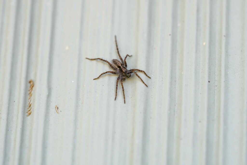 Worried About That Bug Bite? Signs It Might Be From a Wolf Spider