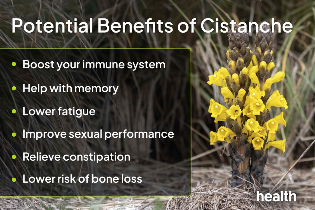 6 Effects That Taking Cistanche Can Have on Your Body
