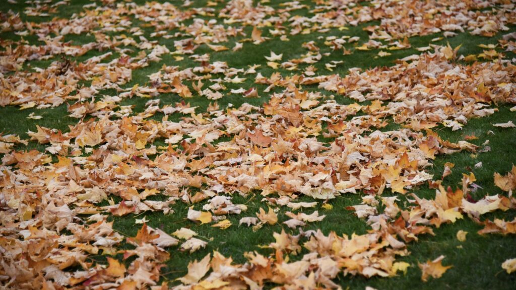 7 expert-approved ways to use fallen leaves in your garden this autumn