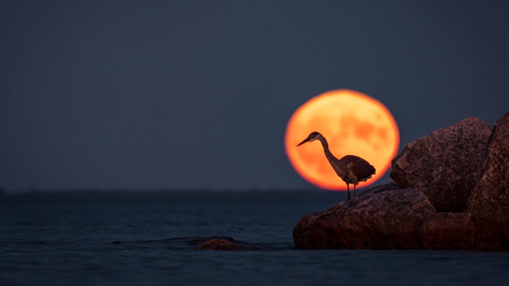 supermoon with heron in front of it on water