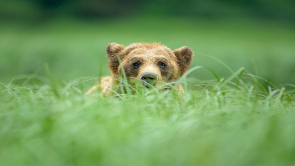 Early grizzly bear mortality data suggests more deaths than usual in 2025