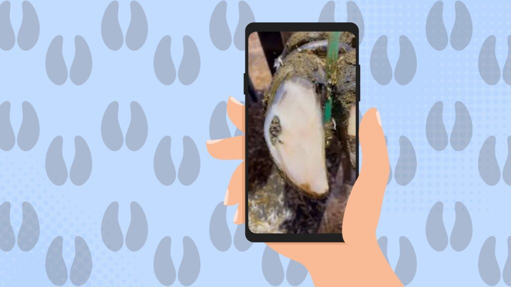 My New ASMR: Hoof-Cleaning Videos Emma Veidt
