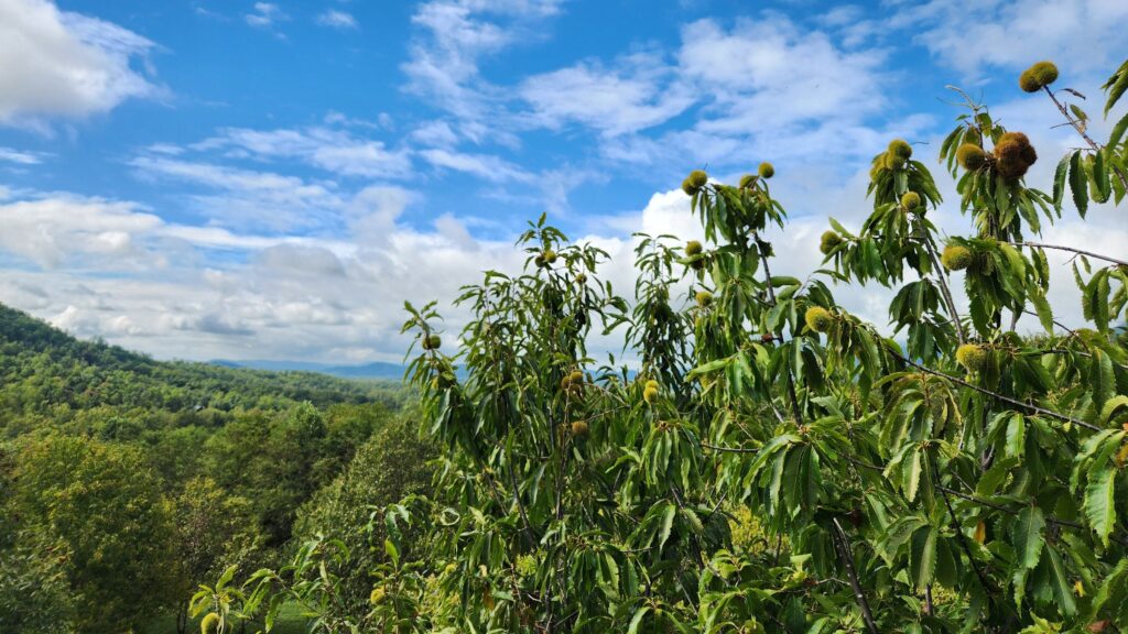 The Incredible Second Life of the American Chestnut Tree Eric J. Wallace