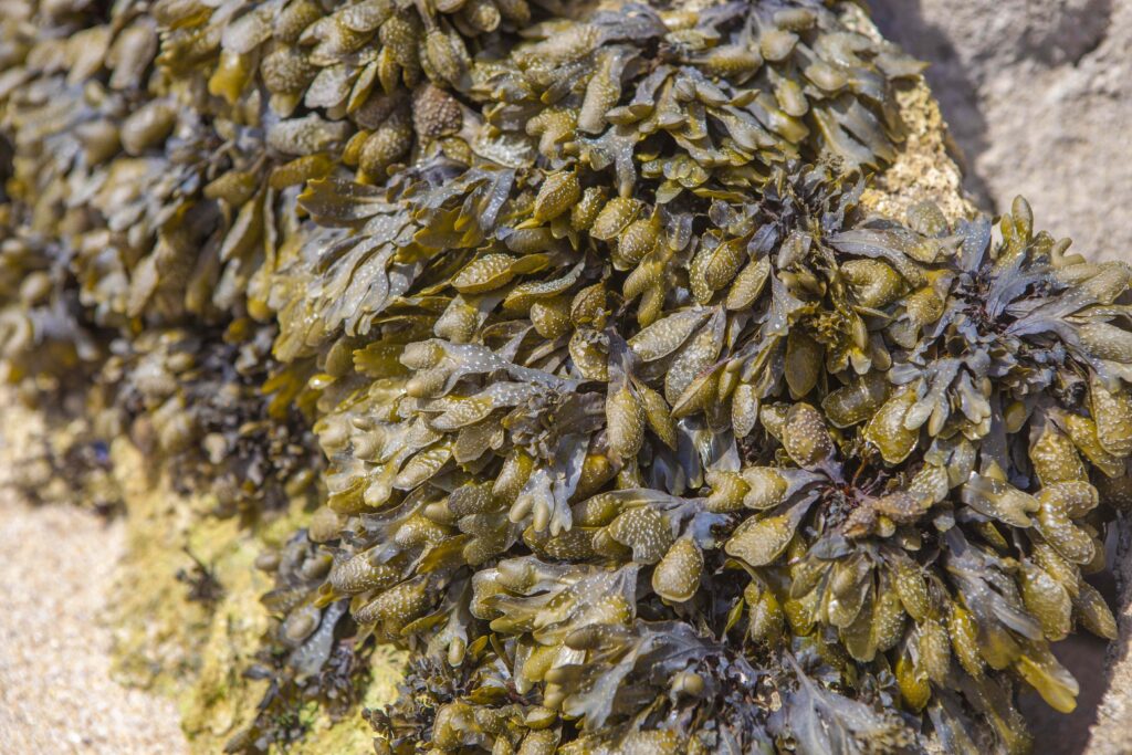 5 Ways Bladderwrack Supplements Support Your Thyroid Health, Digestion, and More